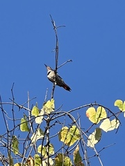 Colaptes auratus cafer