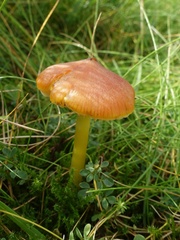 Hygrocybe conicoides
