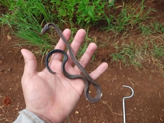 Drymarchon melanurus