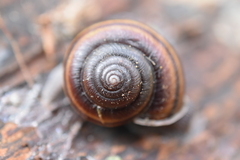 Helminthoglypta dupetithouarsi