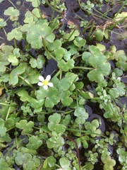 Ranunculus omiophyllus