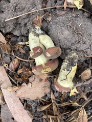 Xerocomellus dryophilus