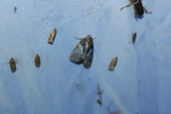 Chytonix palliatricula