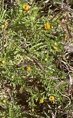 Dyssodia papposa