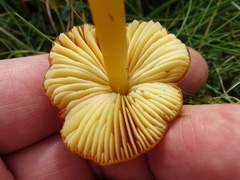 Hygrocybe conicoides