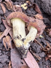 Xerocomellus dryophilus