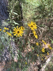 Helianthus angustifolius