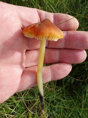 Hygrocybe conicoides