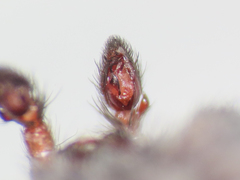 Scotophaeus scutulatus