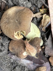 Xerocomellus dryophilus