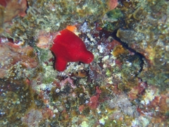 Halocynthia papillosa