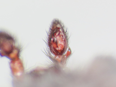 Scotophaeus scutulatus