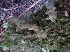 Hymenophyllum frankliniae