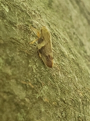 Aphrophora