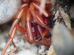 Dysdera