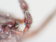 Scotophaeus scutulatus