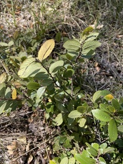 Ulmus crassifolia