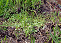 Callitriche muelleri