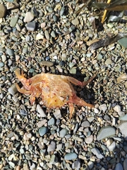 Telmessus cheiragonus