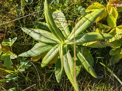 Senecio pseudoarnica