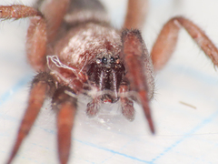 Scotophaeus scutulatus