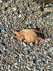 Telmessus cheiragonus