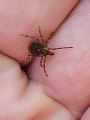 Amblyomma