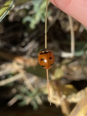 Coccinella transversoguttata