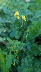 Melilotus officinalis