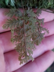 Hymenophyllum frankliniae