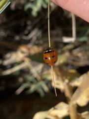 Coccinella transversoguttata