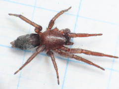 Scotophaeus scutulatus