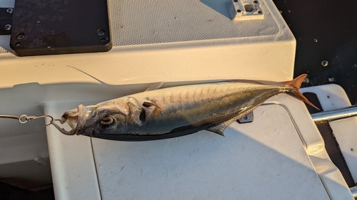 Photo of jack mackerel (Trachurus symmetricus)