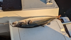 Trachurus symmetricus