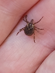 Amblyomma
