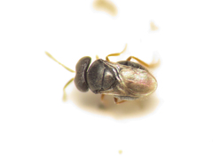 Trissolcus