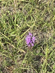 Liatris