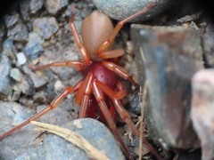 Dysdera