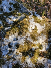 Homalothecium aureum