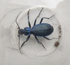 Carabus intricatus