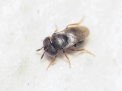 Trissolcus