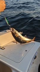 Trachurus symmetricus