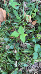 Toxicodendron radicans