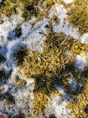 Homalothecium aureum