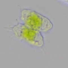 Desmidiaceae