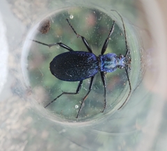 Carabus intricatus