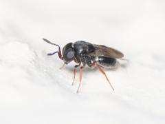 Trissolcus