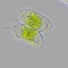 Desmidiaceae