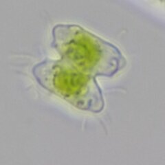 Desmidiaceae