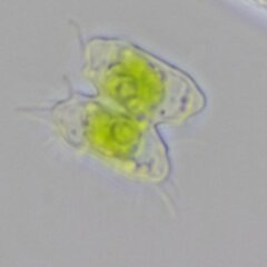 Desmidiaceae
